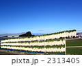 三浦大根の天日干し