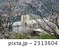 桜と校舎