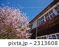 桜と校舎