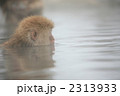 2313933