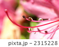 サツキツツジ　しべ　アップ