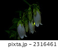 蛍と蛍袋の花