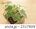 テーブルに置いた小さなアイビー