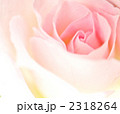 2318264