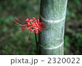 竹林の彼岸花