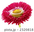 2320818