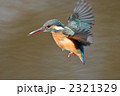 ホバリングするカワセミ 2321329