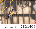 見つめるジョウビタキ