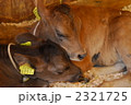 子牛