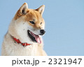 雪遊びする柴犬