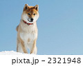 雪遊びする柴犬