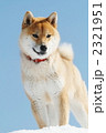 雪遊びする柴犬