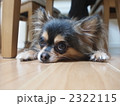 寝そべるチワワ