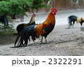 にわとり
