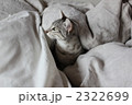 ネコの横顔
