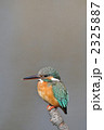 休憩中のカワセミ 2325887