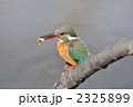 食事中のカワセミ 2325899