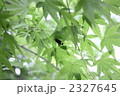 青紅葉と蛍