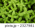2327981