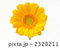 綺麗な黄色の花ガーベラ。