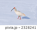 トキ 2328241