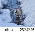 トキ 2328246