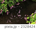 秋を告げる秋海棠（シュウカイドウ)