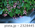 秋を告げる秋海棠（シュウカイドウ)