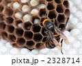 オオスズメバチの巣と女王蜂