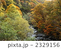 奥志賀高原の紅葉
