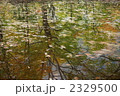 紅葉の温身（ぬくみ）池