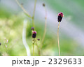 2329633