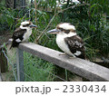 オーストラリア　鳥　ワライカワセミ