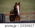 2330927