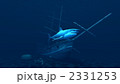 2331253