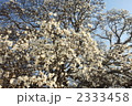 関宿のコブシ巨木