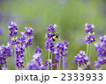 ラベンダーとハチ