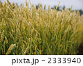 麦の穂