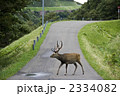 エゾシカ雄