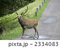 エゾシカ雄
