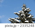松に積もる雪