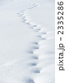 雪に残る動物の足跡