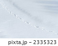 雪に残る動物の足跡