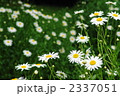 5月　フランスギク・キク科01
