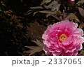 5月　ボタン・ボタン科18