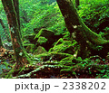 苔むす流れ