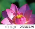 2338329