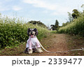 お花畑で