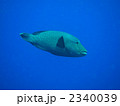 メガネモチノウオ