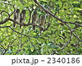 アオバズク4兄弟